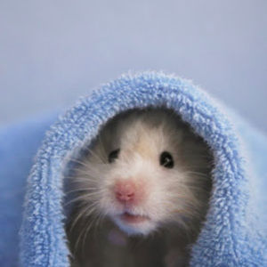 Meet your Posher, Penny